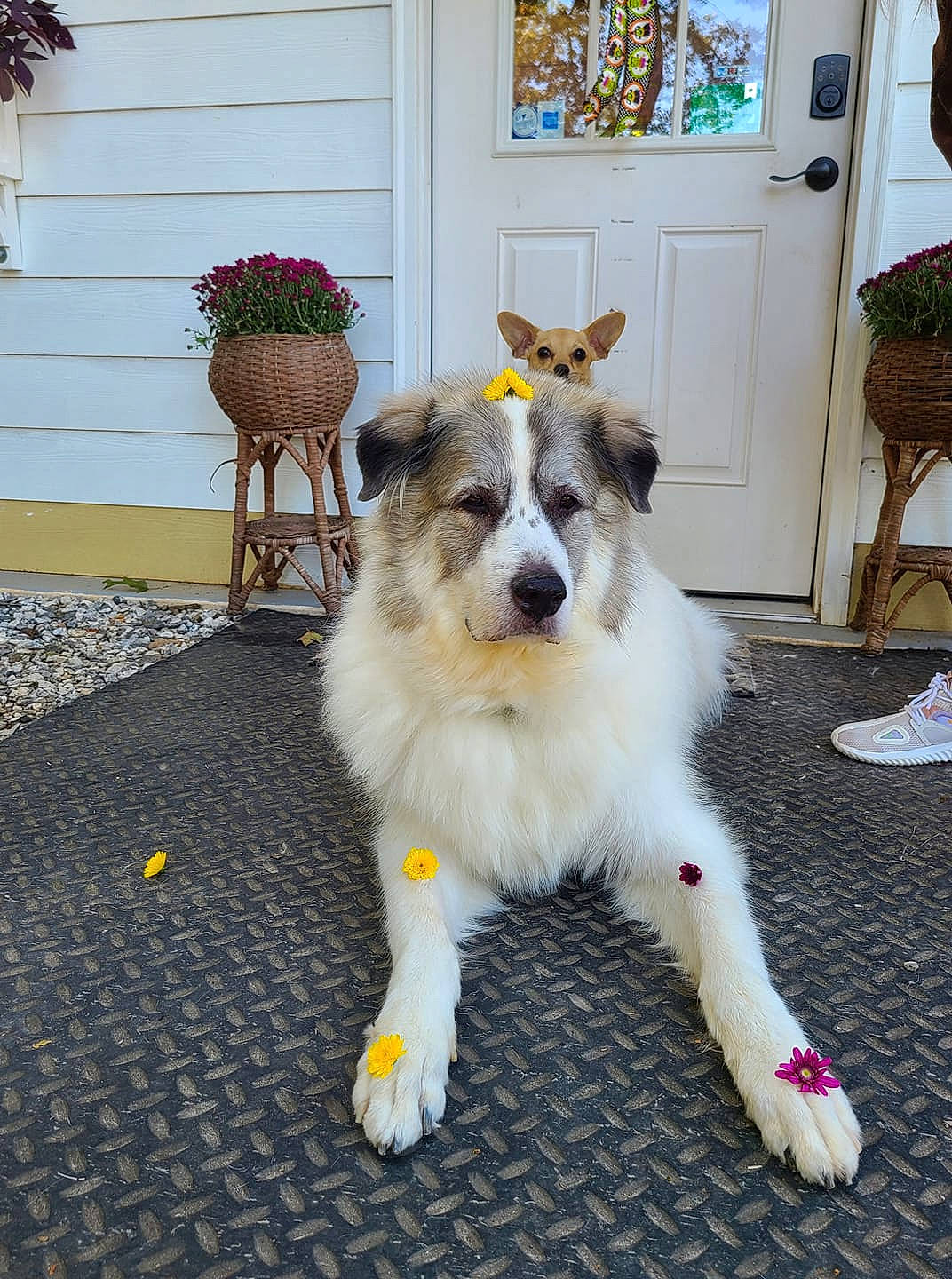 Gooby is registered to the contest to win money with this photo: canidae, carnivore, chair, companion_dog, dog, dog_breed, fawn, flooring, flowerpot, fur, hardwood, herding_dog, houseplant, picture_frame, plant, snout, sporting_group, tail, toy_dog, working_dog