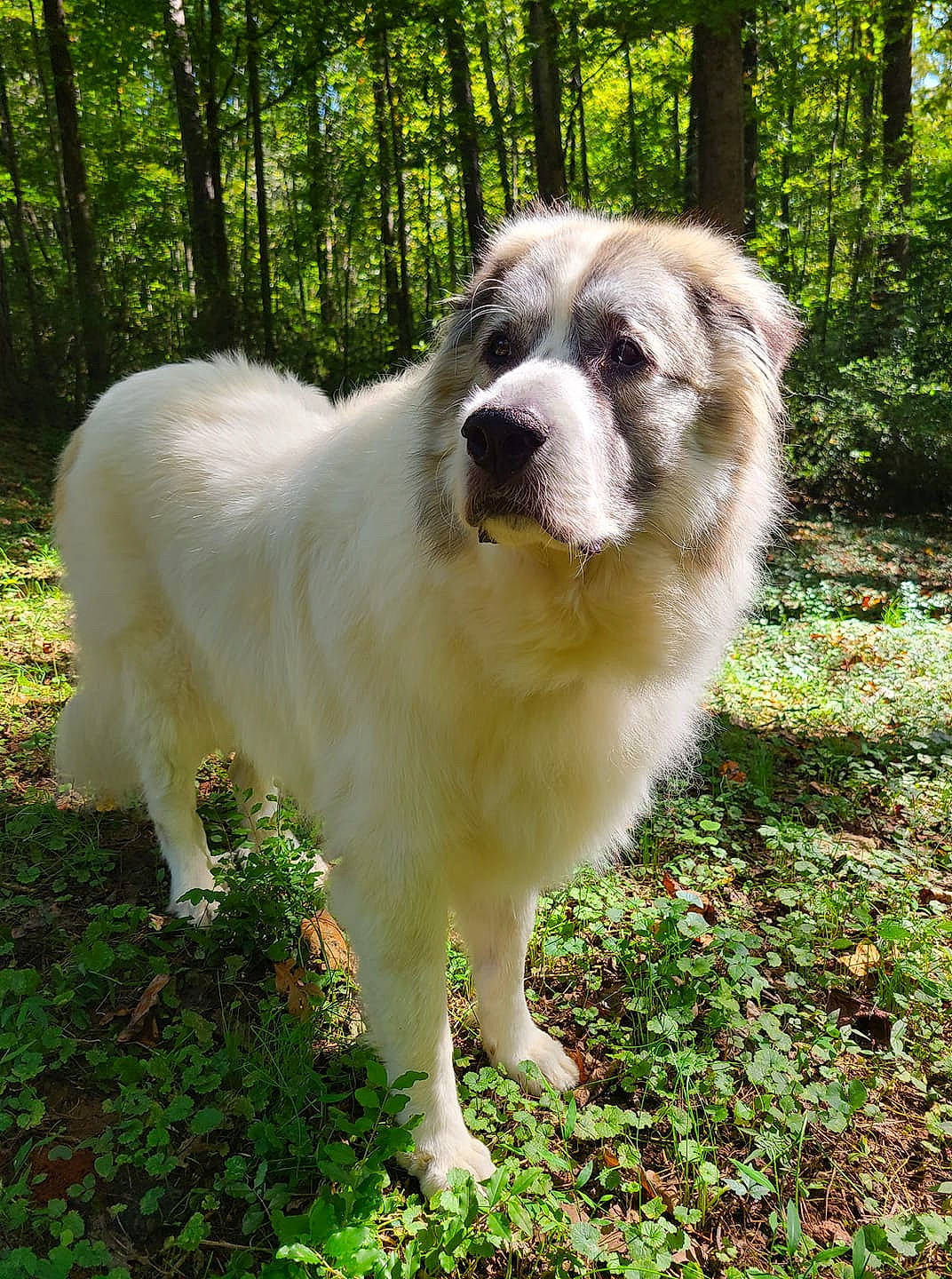 Gooby joined the competition — help win amazing prizes! ancient_dog_breeds, canidae, carnivore, companion_dog, dog, dog_breed, fawn, forest, fur, grass, plant, snout, sporting_group, terrestrial_animal, tree, whiskers, wildlife, working_dog