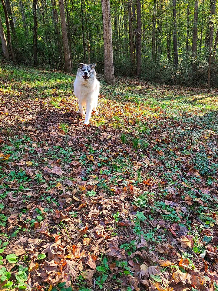 Gooby is registered to the contest to win money with this photo: biome, carnivore, companion_dog, deciduous, dog, fawn, forest, grass, green, groundcover, leaf, natural_landscape, people_in_nature, plant, tail, terrestrial_plant, tree, trunk, wood, woodland
