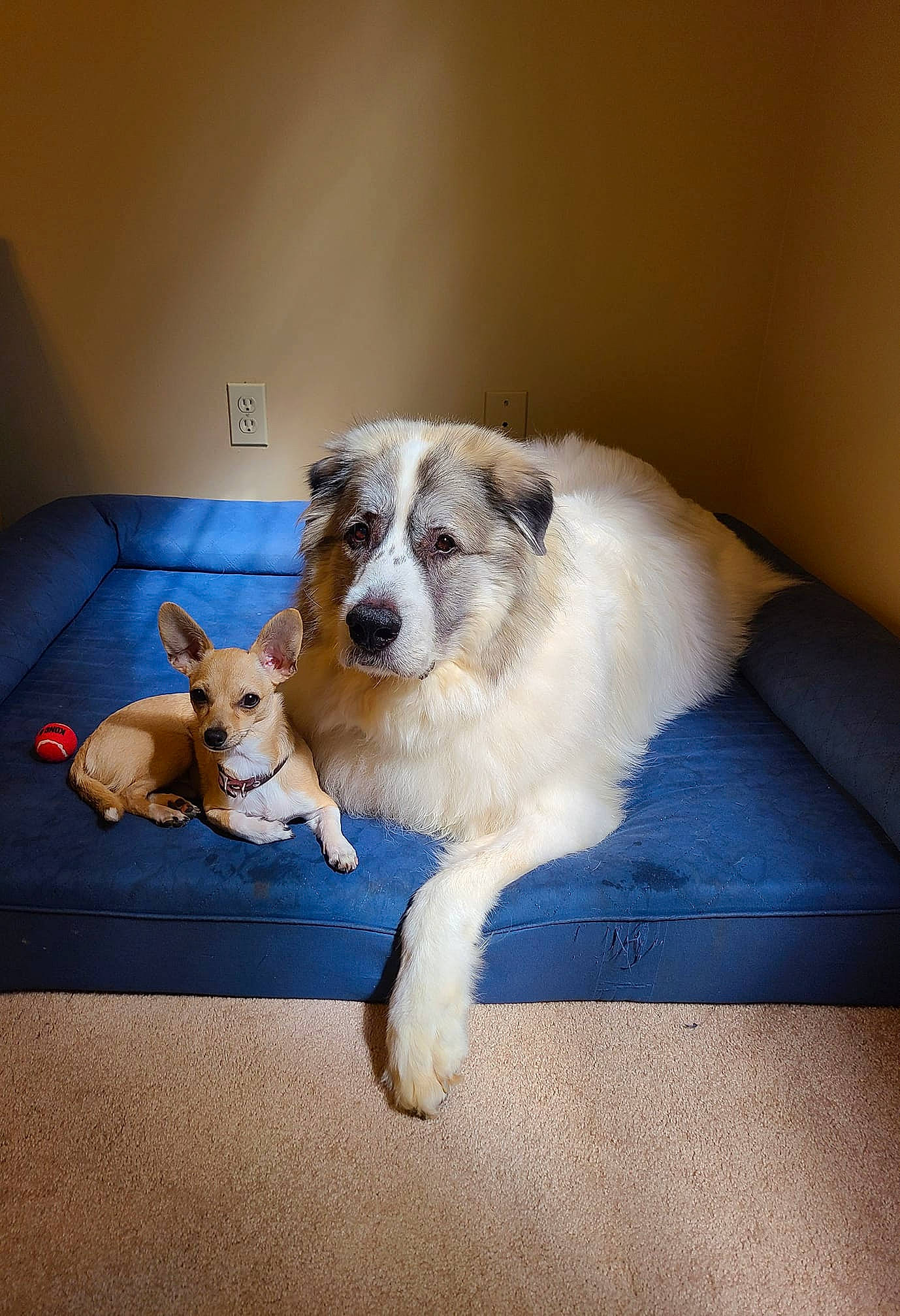 Gooby is registered to the contest to win money with this photo: ball, carnivore, chair, comfort, companion_dog, couch, dog, dog_bed, dog_breed, dog_supply, fawn, floor, flooring, living_room, pet_supply, room, terrier, toy, toy_dog, working_animal