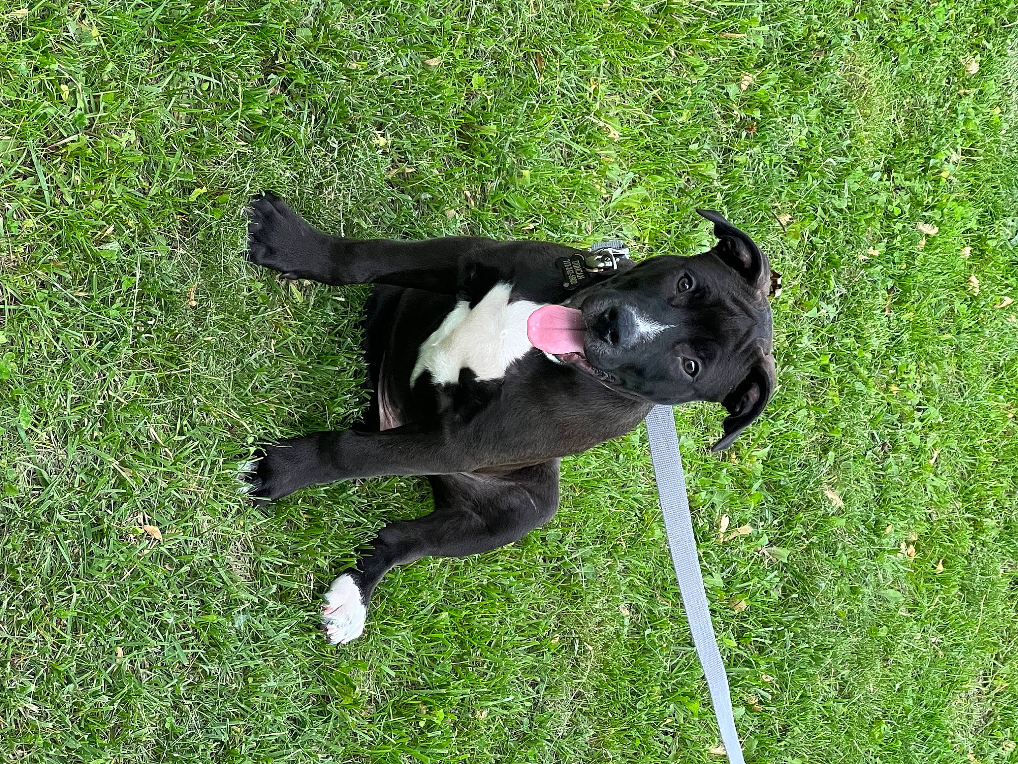 Duncan joined the competition — help win amazing prizes! borador, canidae, carnivore, collar, companion_dog, dog, dog_breed, dog_collar, dog_supply, grass, grass_family, grassland, guard_dog, lawn, leash, plant, sporting_group, tail, working_animal, working_dog