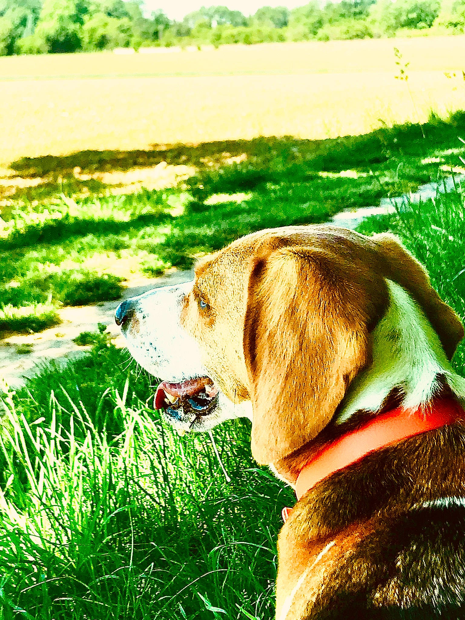 Mya a rejoint le concours — aidez-le/la à gagner de superbes lots ! american_foxhound, beagle, canidae, carnivore, coonhound, dog, dog_breed, fawn, grass, grass_family, green, hound, hunting_dog, plant, pointer, snout, sporting_group, summer