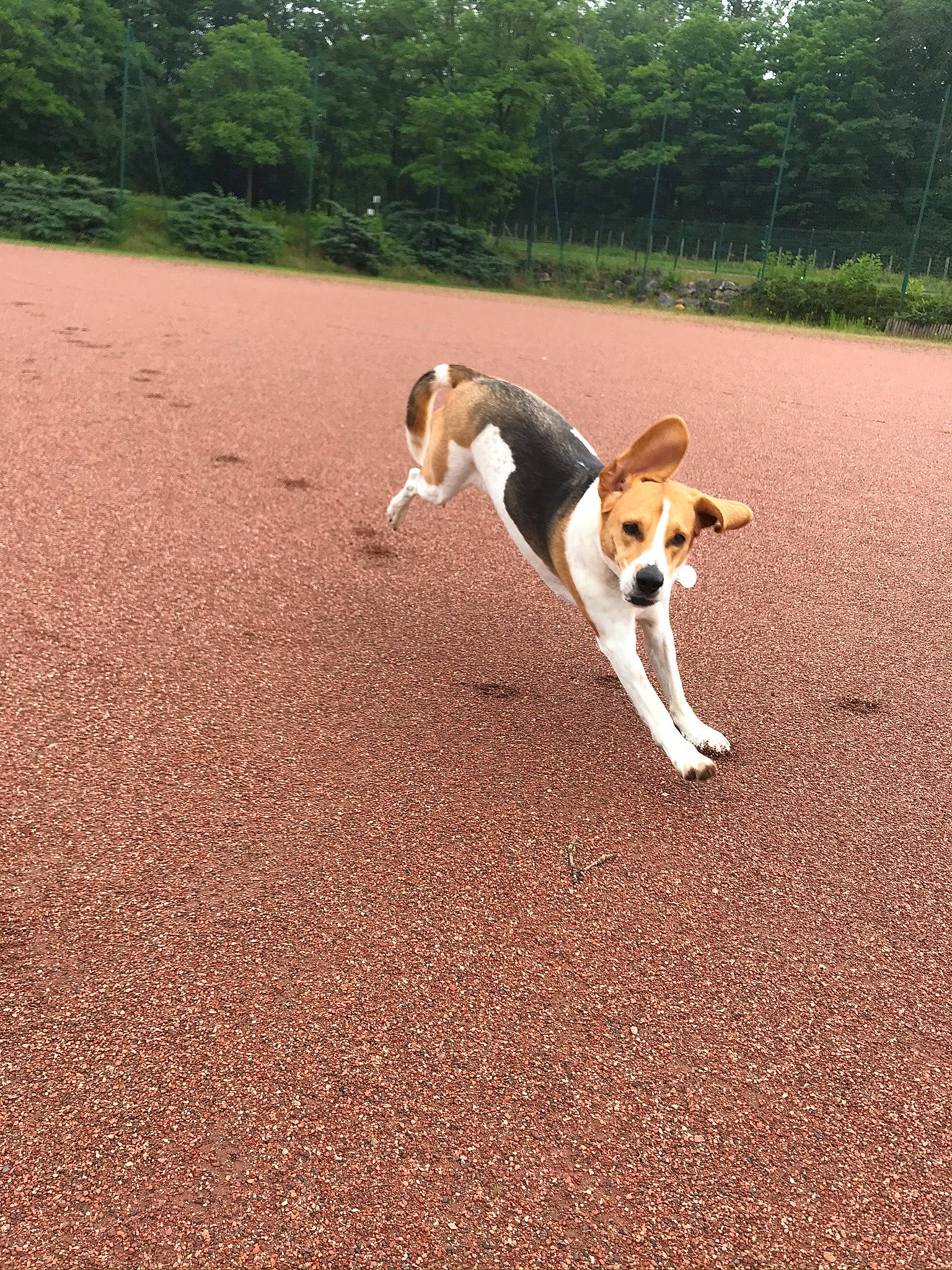 Mya participe au concours pour gagner de l'argent avec cette photo : american_foxhound, beagle, beagle_harrier, canidae, carnivore, companion_dog, dog, dog_breed, english_foxhound, estonian_hound, finnish_hound, hamiltonstovare, harrier, hunting_dog, mammal, pocket_beagle, serbian_tricolour_hound, sporting_group, treeing_walker_coonhound, vertebrate