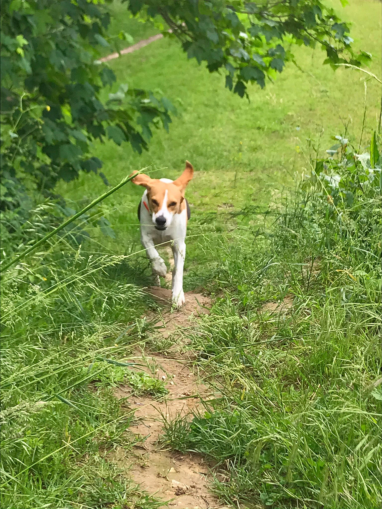 Mya participe au concours pour gagner de l'argent avec cette photo : canidae, carnivore, companion_dog, cretan_hound, dog, dog_breed, fawn, feist, grass, harrier, hunting_dog, ibizan_hound, mammal, plummer_terrier, sporting_group, tail, treeing_feist, vertebrate