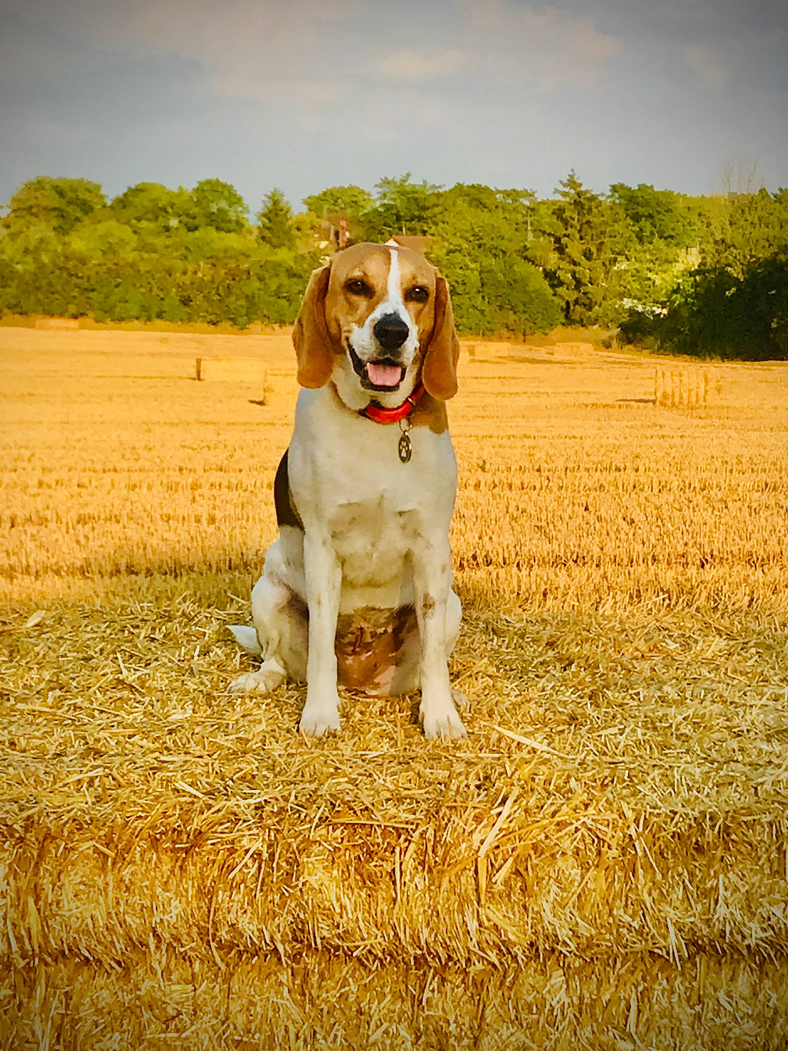 Mya participe au concours pour gagner de l'argent avec cette photo : american_foxhound, artois_hound, beagle, canidae, carnivore, companion_dog, dog, dog_breed, drever, estonian_hound, field, grass, grass_family, harrier, hound, hunting_dog, mammal, plant, sporting_group, vertebrate