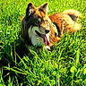 dog, collie, fluffy, long_hair, lying_down, panting, tongue, outdoor, meadow, grass, wildflowers, sunlight, sunny, nature, greenery, field, hillside, portrait, pet, animal