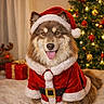 dog, santa_costume, christmas, christmas_tree, holiday, festive, pet, sitting, portrait, fur, fluffy, tongue_out, hat, red_clothing, belt, gift_boxes, reindeer_toy, indoors, warm_lighting, celebration