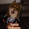 dog, pet, puppy, fluffy, brown_fur, white_fur, happy, smiling, open_mouth, skeleton_costume, halloween, pumpkin, couch, leather_sofa, indoor, portrait, festive, glowing_light, text_overlay, french_text