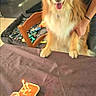 dog, birthday, cake, candles, golden_fur, fluffy, sitting, tongue_out, pet, animal, indoor, living_room, dog_bed, toys, chair, table, food, celebration, portrait, happy