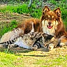 Olaf a rejoint le concours — aidez-le/la à gagner de superbes lots ! dog, cat, pets, animal, canine, feline, fluffy, fur, striped_cat, brown_dog, outdoor, grass, garden, sunlight, nature, relaxed, lying_down, companionship, cute, portrait