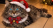 Olaf a rejoint le concours — aidez-le/la à gagner de superbes lots ! cat, tabby_cat, fluffy, longhaired, blue_eyes, santa_hat, christmas, holiday, bow_tie, bell, red, festive, indoor, tile_floor, christmas_tree, decorations, lying_down, pet, portrait, whiskers