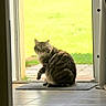 Olaf participe au concours pour gagner de l'argent avec cette photo : cat, tabby_cat, fluffy, pet, animal, sitting, doorway, door, indoors, outdoors, grass, lawn, sunlight, tile_floor, mat, home, portrait, whiskers, ears, looking_at_camera