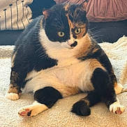 Gypsy B. Jones is registered to the contest to win money with this photo: cat, calico, pet, animal, feline, sitting, cozy, blanket, couch, pillow, indoor, cute, fur, whiskers, relaxed, eyes, home, domestic, playful, curious