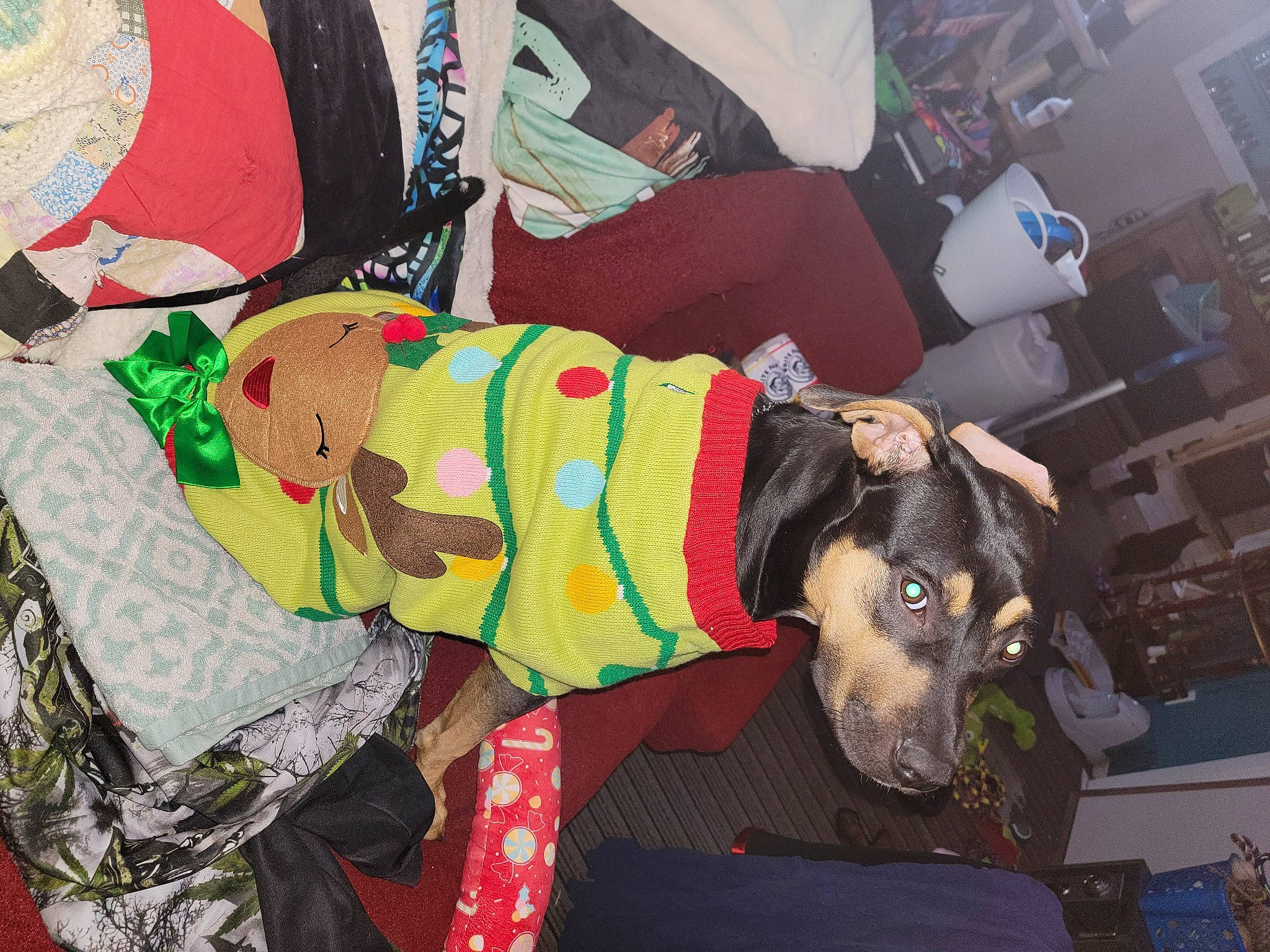 Royal joined the competition — help win amazing prizes! canidae, carnivore, collar, comfort, companion_dog, couch, dog, dog_breed, dog_clothes, dog_supply, fawn, fur, guard_dog, linens, nap, pattern, pet_supply, snout, sporting_group, working_animal