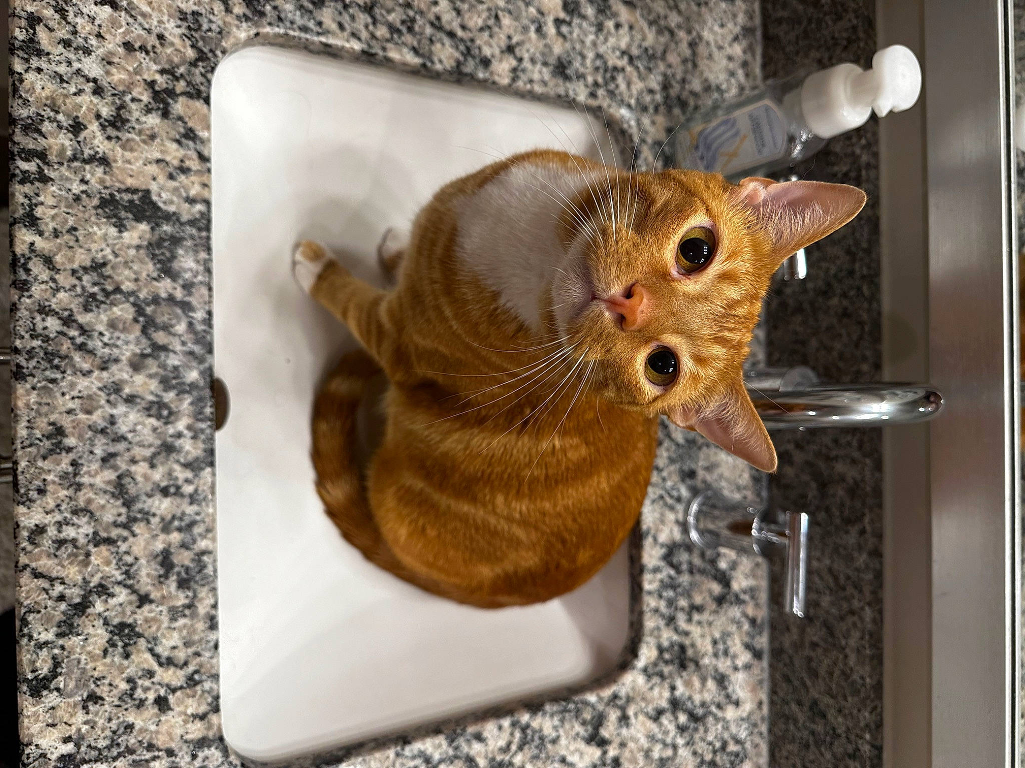 Chonky is registered to the contest to win money with this photo: canidae, carnivore, cat, claw, devon_rex, domestic_short_haired_cat, fawn, felidae, fish, fur, paw, rectangle, room, small_to_medium_sized_cats, snout, tail, whiskers, wood