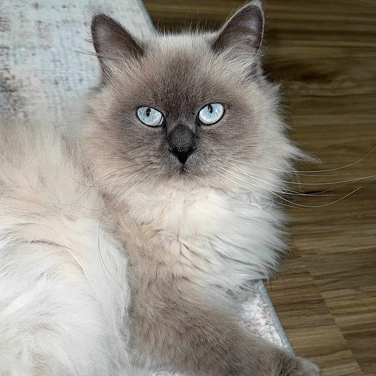 Toby joined the competition — help win amazing prizes! animal, blue_eyes, cat, closeup, cute, domestic_cat, feline, floor, fluffy, fur, indoor, laying, looking, mammal, pet, portrait, relaxed, resting, soft, whiskers