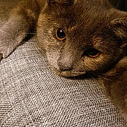 George is registered to the contest to win money with this photo: amber_eyes, animal, cat, close_up, companion, couch, cozy, cute, fabric, feline, fur, grey_cat, indoor, paw, pet, portrait, resting, sleepy, upholstery, whiskers