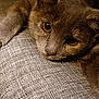 amber_eyes, animal, cat, close_up, companion, couch, cozy, cute, fabric, feline, fur, grey_cat, indoor, paw, pet, portrait, resting, sleepy, upholstery, whiskers
