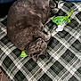 George joined the competition — help win amazing prizes! bed, blanket, cat, collar, cozy, curled_up, cute, feline, gray_cat, indoor, nose, paw, pet, plaid_blanket, plush_toy, relaxed, sleeping_cat, soft, toy, whiskers