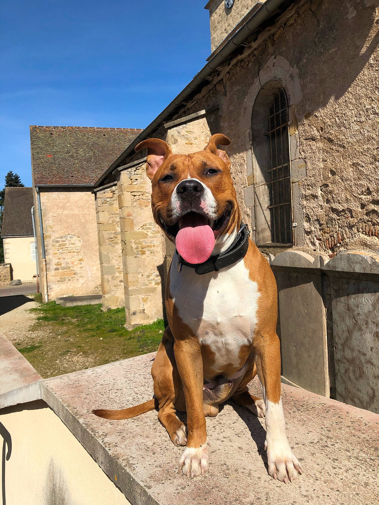 Rosco participe au concours pour gagner de l'argent avec cette photo : art, boxer, building, bulldog, carnivore, collar, companion_dog, dog, dog_breed, dog_collar, fawn, leash, molosser, pet_supply, sky, snout, sporting_group, window, working_animal, wrinkle