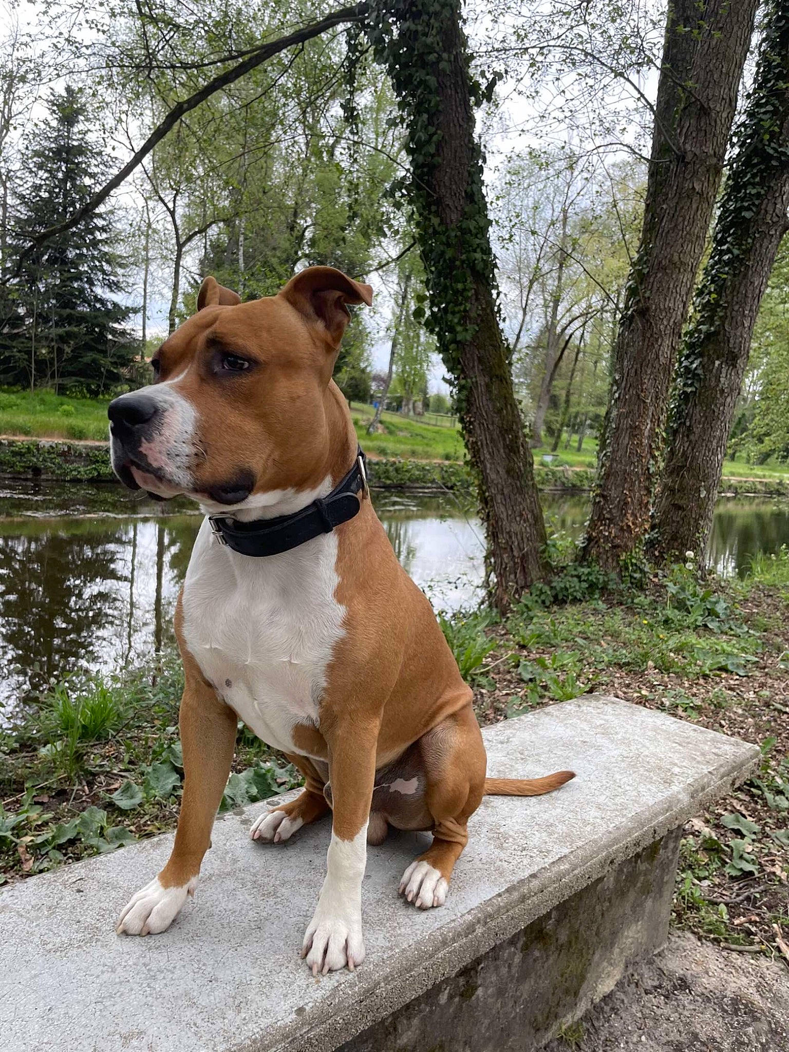 Rosco participe au concours pour gagner de l'argent avec cette photo : art, carnivore, collar, companion_dog, dog, dog_breed, dog_collar, fawn, leash, liver, plant, sky, snout, sporting_group, tail, tree, trunk, water, working_animal, working_dog