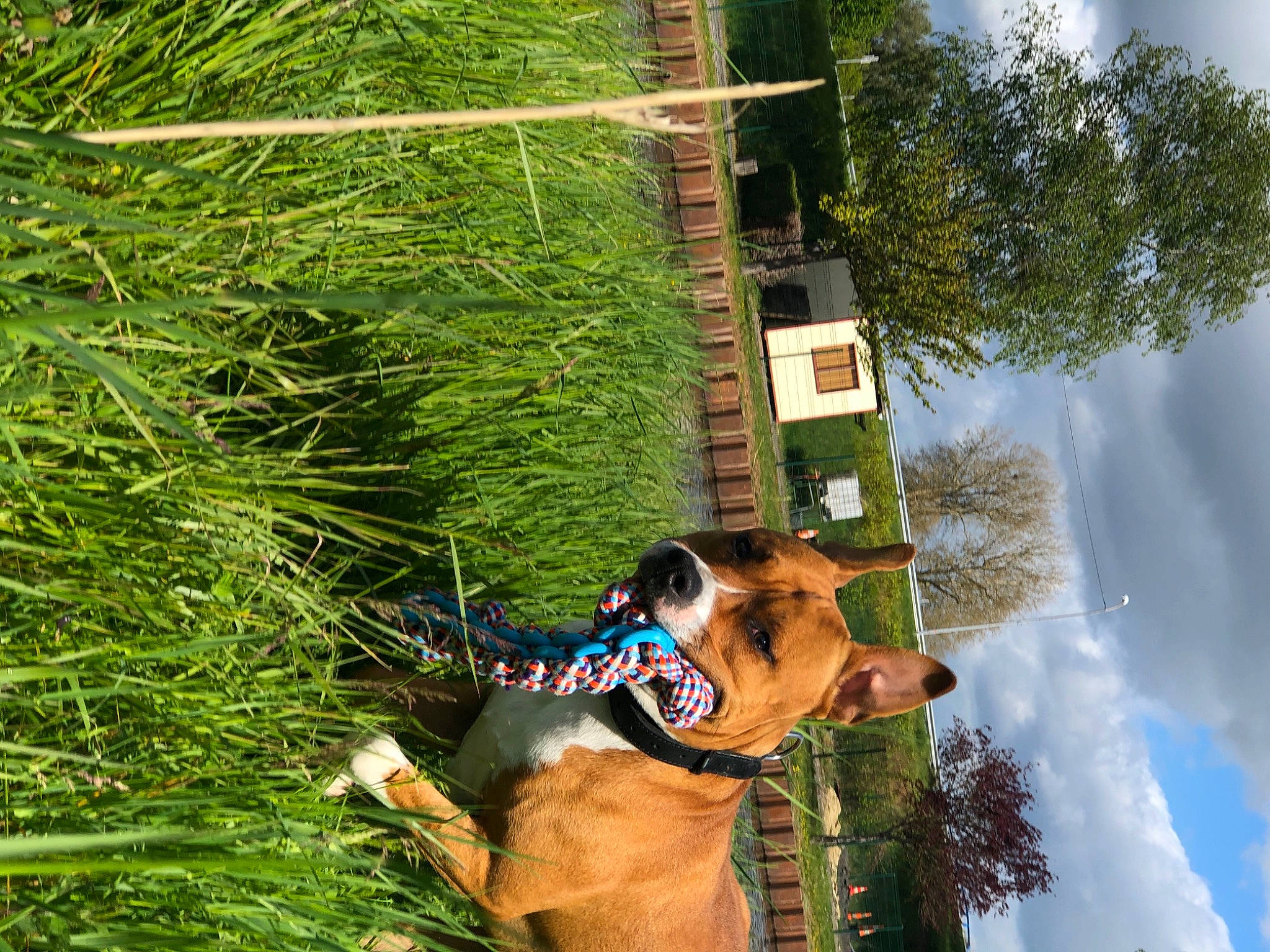 Rosco a rejoint le concours — aidez-le/la à gagner de superbes lots ! carnivore, cloud, dog, dog_breed, dog_supply, fawn, fun, grass, leisure, organism, plant, pole, recreation, sky, sporting_group, sunglasses, terrestrial_plant, tree, woody_plant, working_animal