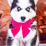 husky, puppy, dog, blue_eyes, pink_bow, fur, pet, animal, cute, portrait, sitting, indoor, fluffy, adorable, close_up, young, domestic_animal, mammal, looking_at_camera, collar
