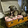 Oslo participe au concours pour gagner de l'argent avec cette photo : dog, brindle, suitcase, blanket, grass, outdoor, pet, vintage, resting, curious, canine, animal, brown, white, fabric, open, comfort, relaxing, side_view, portrait