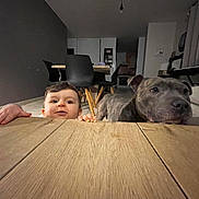 Oslo a rejoint le concours — aidez-le/la à gagner de superbes lots ! baby, dog, table, wooden_table, indoor, furniture, chair, curious, pet, child, canine, floor, home, living_room, person, animal, flooring, head, tabletop, room