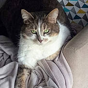Olive a rejoint le concours — aidez-le/la à gagner de superbes lots ! cat, feline, green_eyes, blanket, cushion, soft_texture, geometric_pattern, indoor, resting, pet, animal, fur, whiskers, relaxed, laying_down, close_up, cozy, comfortable, calm, domestic