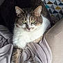 cat, feline, green_eyes, blanket, cushion, soft_texture, geometric_pattern, indoor, resting, pet, animal, fur, whiskers, relaxed, laying_down, close_up, cozy, comfortable, calm, domestic