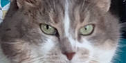 Olive a rejoint le concours — aidez-le/la à gagner de superbes lots ! cat, close_up, green_eyes, feline, pet, indoor, fur, whiskers, ears, face, animal, domestic_cat, portrait, cute, calm, soft, gray, white, looking_away, cozy