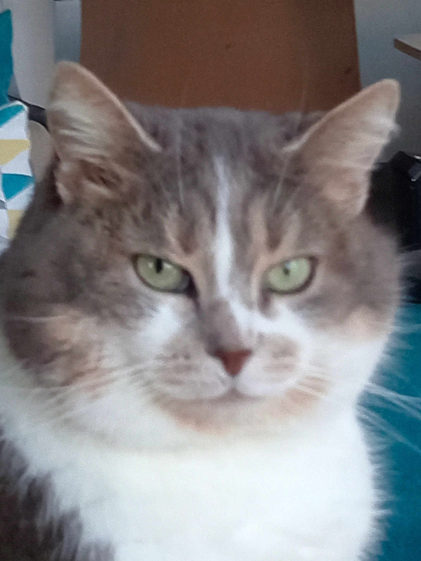 Olive