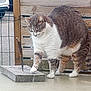 cat, knife, wooden_plank, fence, outdoor, animal, pet, curious, tabby, white_fur, gray_fur, paw, table, wood, rustic, daylight, domestic_cat, feline, cautious, nature
