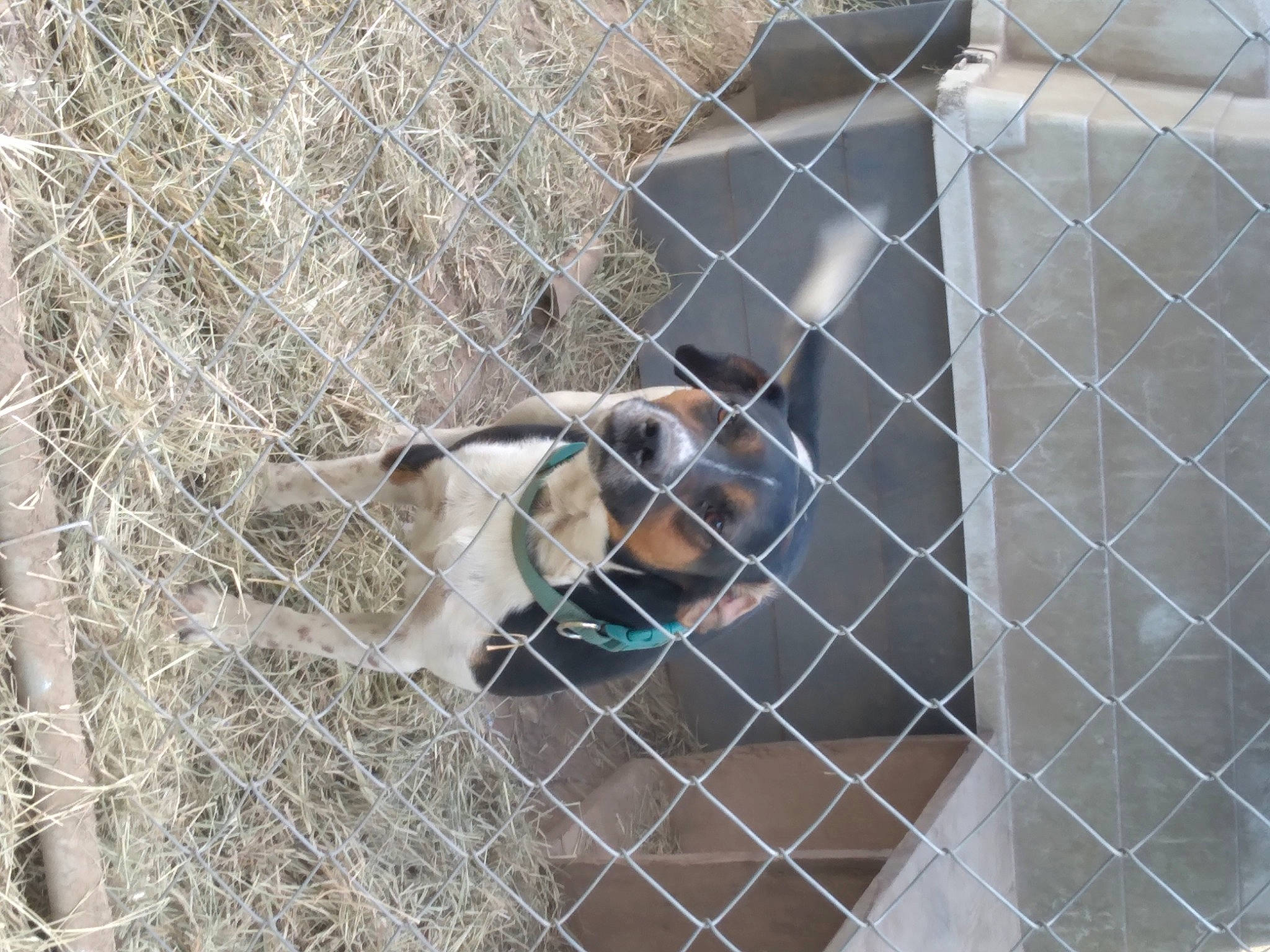 Jack is registered to the contest to win money with this photo: animal_shelter, big_cats, cage, carnivore, chain_link_fencing, dog_breed, dog_supply, fawn, fence, fur, mesh, pet_supply, plant, recreation, service, snout, sporting_group, terrestrial_animal, wildlife, wire_fencing