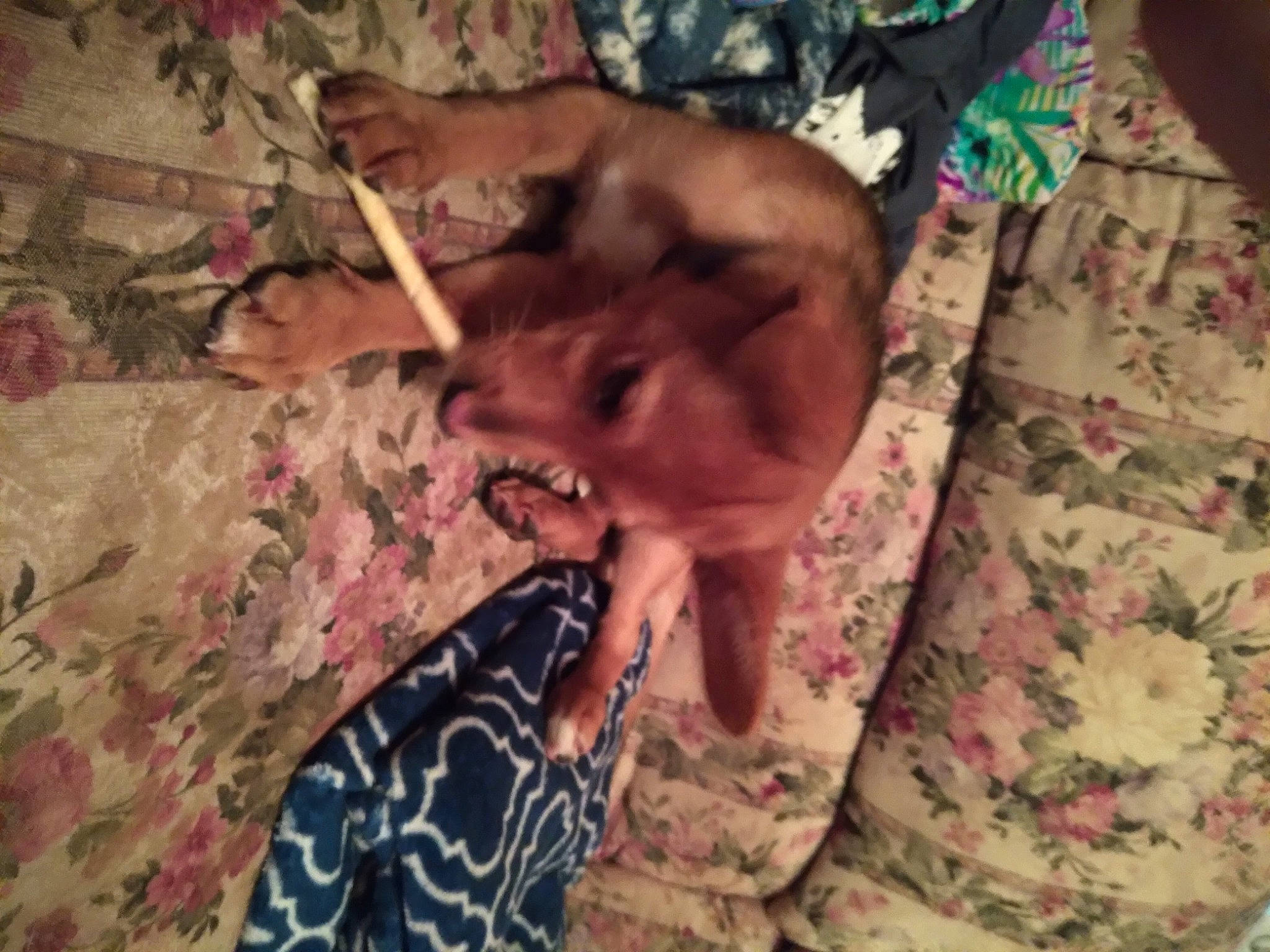 Faithlove is registered to the contest to win money with this photo: bed, bed_sheet, bedding, canidae, comfort, companion_dog, dog_breed, fawn, felidae, fur, linens, military_camouflage, musical_instrument, pattern, room, small_to_medium_sized_cats, sporting_group, textile, tints_and_shades, wood