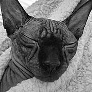 Vixie a rejoint le concours — aidez-le/la à gagner de superbes lots ! sphynx_cat, hairless_cat, cat, pet, sleeping, cozy, blanket, close_up, wrinkled_skin, feline, indoor, resting, cute, animal, mammal, ears, face, texture, soft, comfort