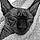 Vixie