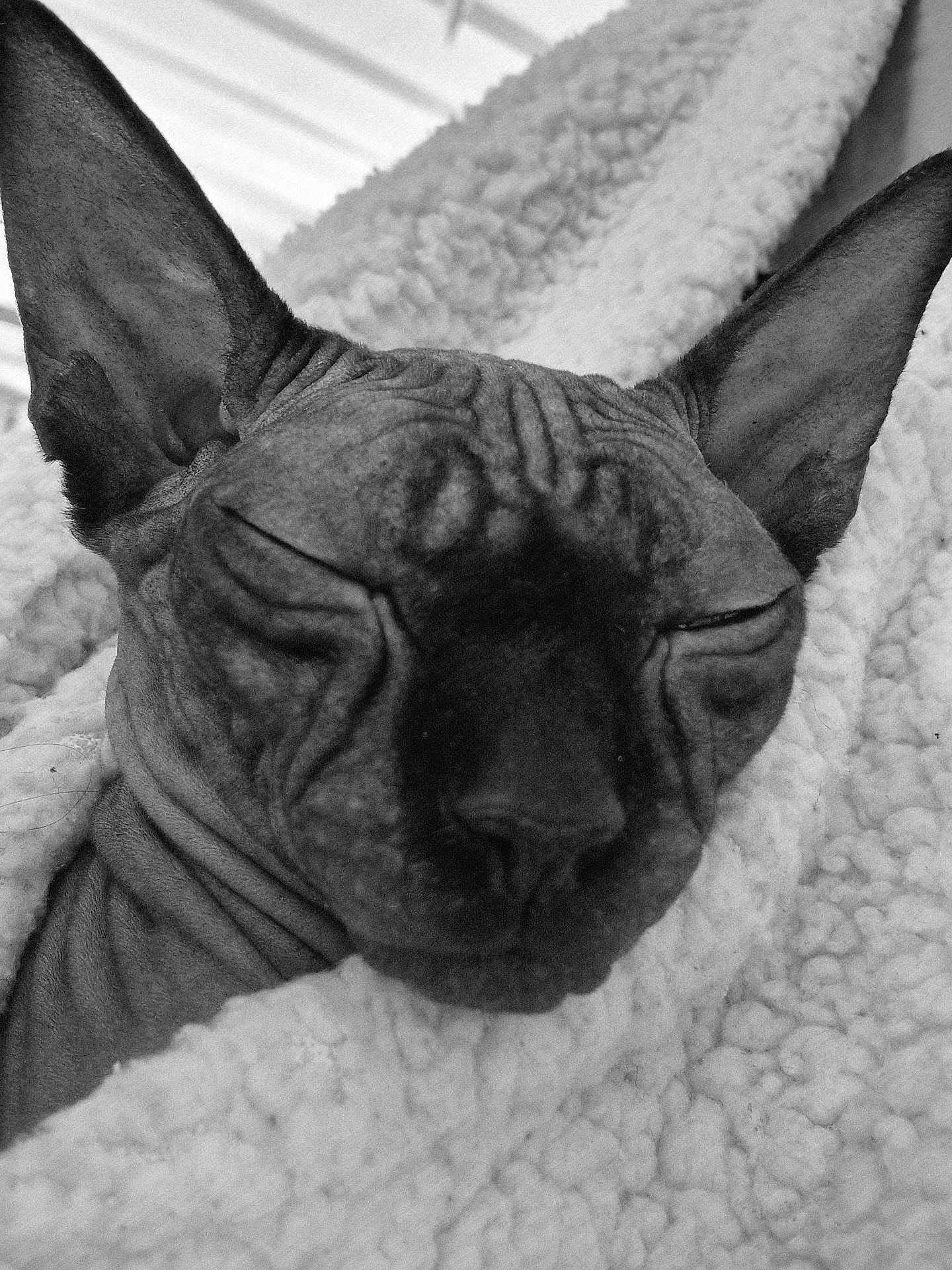 Vixie a rejoint le concours — aidez-le/la à gagner de superbes lots ! sphynx_cat, hairless_cat, cat, pet, sleeping, cozy, blanket, close_up, wrinkled_skin, feline, indoor, resting, cute, animal, mammal, ears, face, texture, soft, comfort