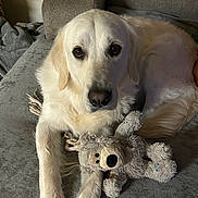 Brody joined the competition — help win amazing prizes! animal, bear, companion, couch, cozy, cute, dog, friendly, fur, furniture, golden_retriever, home, indoor, laying_down, looking_at_camera, pet, portrait, relaxed, stuffed_animal, toy