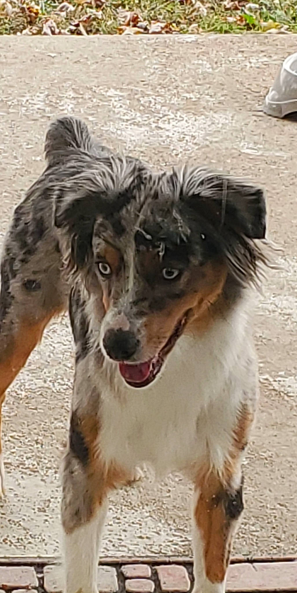 Marlee is registered to the contest to win money with this photo: ancient_dog_breeds, canidae, carnivore, companion_dog, dog, dog_breed, dog_collar, fang, fur, plant, snout, sporting_group, terrestrial_animal, toy_dog, tree, whiskers, wildlife, working_animal, working_dog