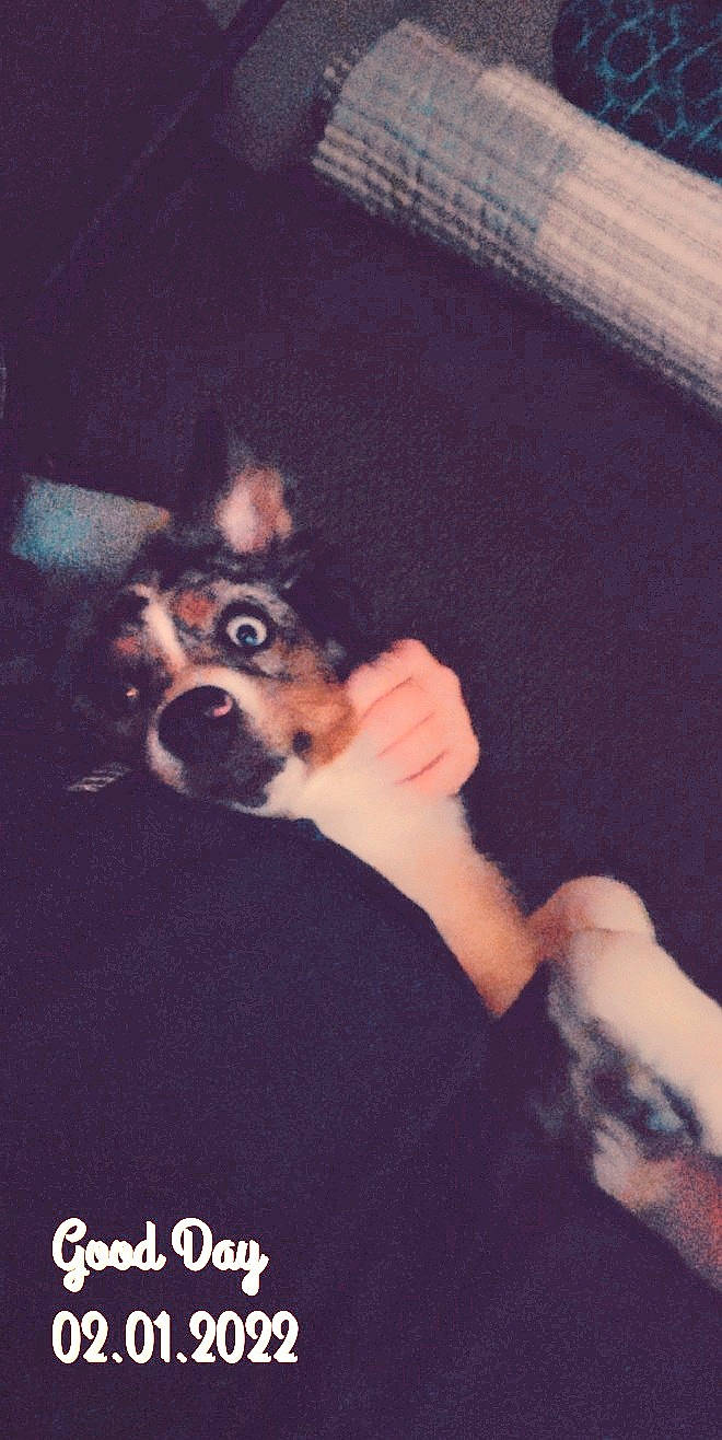 Marlee joined the competition — help win amazing prizes! canidae, carnivore, cloud, companion_dog, darkness, dog, dog_breed, eyewear, fun, fur, gesture, human_leg, nail, photo_caption, sporting_group, sunglasses, thigh, thumb, toy_dog, working_dog