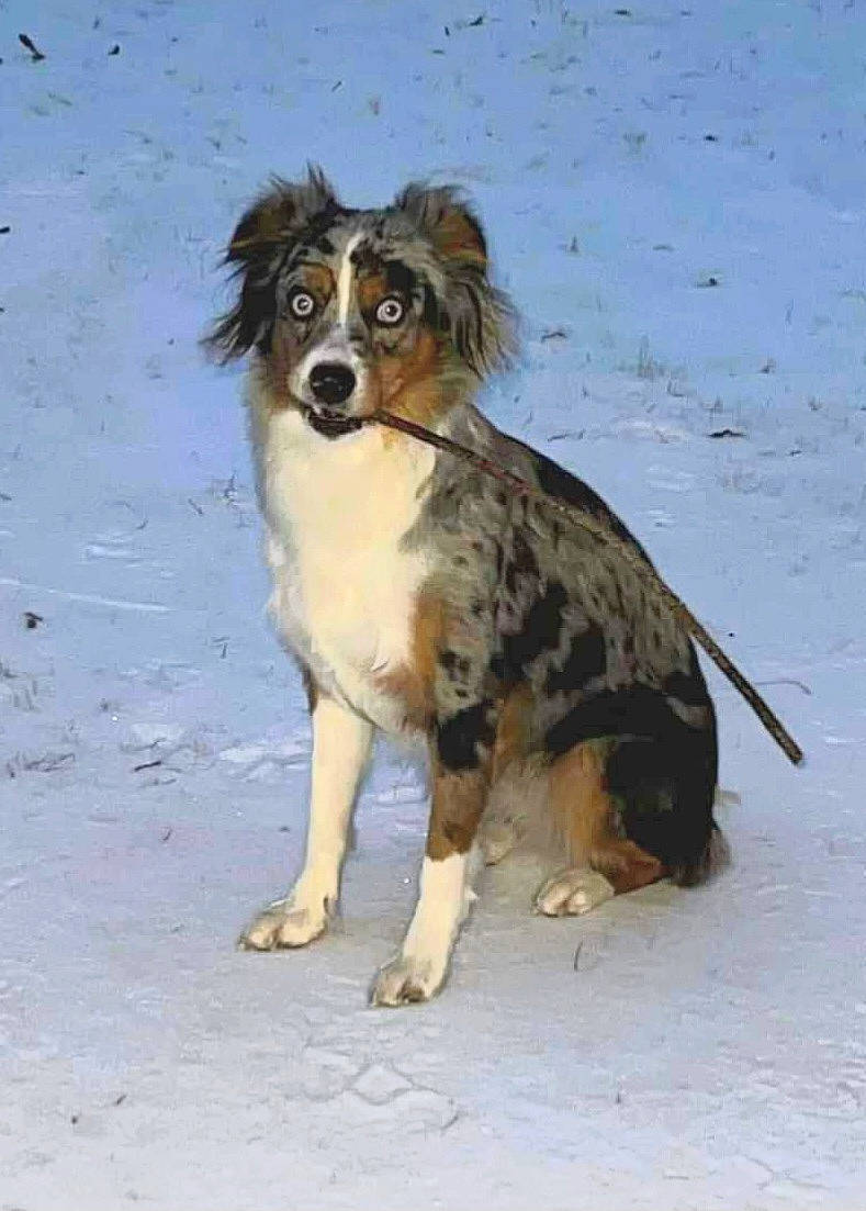 Marlee joined the competition — help win amazing prizes! ancient_dog_breeds, australian_shepherd, canidae, carnivore, companion_dog, dog, dog_breed, fur, gun_dog, herding_dog, sporting_group, street_dog, tail, terrestrial_animal, working_animal, working_dog