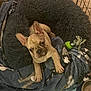 Xander joined the competition — help win amazing prizes! dog, french_bulldog, pet_bed, blanket, toy, indoor, canine, animal, cozy, resting, brown_dog, ears, floor, cage, water_bowl, looking_up, paw, cute, companion, domestic