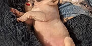 Xander joined the competition — help win amazing prizes! puppy, french_bulldog, sleeping, dog, pet, blanket, bed, crate, fur, tongue_out, cute, cozy, indoor, resting, animal, young_dog, napping, soft, comfort, relaxed
