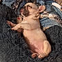 puppy, french_bulldog, sleeping, dog, pet, blanket, bed, crate, fur, tongue_out, cute, cozy, indoor, resting, animal, young_dog, napping, soft, comfort, relaxed