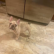 Xander joined the competition — help win amazing prizes! dog, puppy, french_bulldog, indoor, kitchen, tile_floor, cabinet, pet, animal, curious, ears, small_dog, standing, looking_up, cute, domestic, young, companion, floor, home