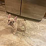 dog, puppy, french_bulldog, indoor, kitchen, tile_floor, cabinet, pet, animal, curious, ears, small_dog, standing, looking_up, cute, domestic, young, companion, floor, home