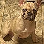 dog, french_bulldog, puppy, floor, tile_floor, kitchen, pet, animal, canine, ears, looking_up, sitting, indoor, curious, brown, small_dog, companion, domestic_animal, cute, alert