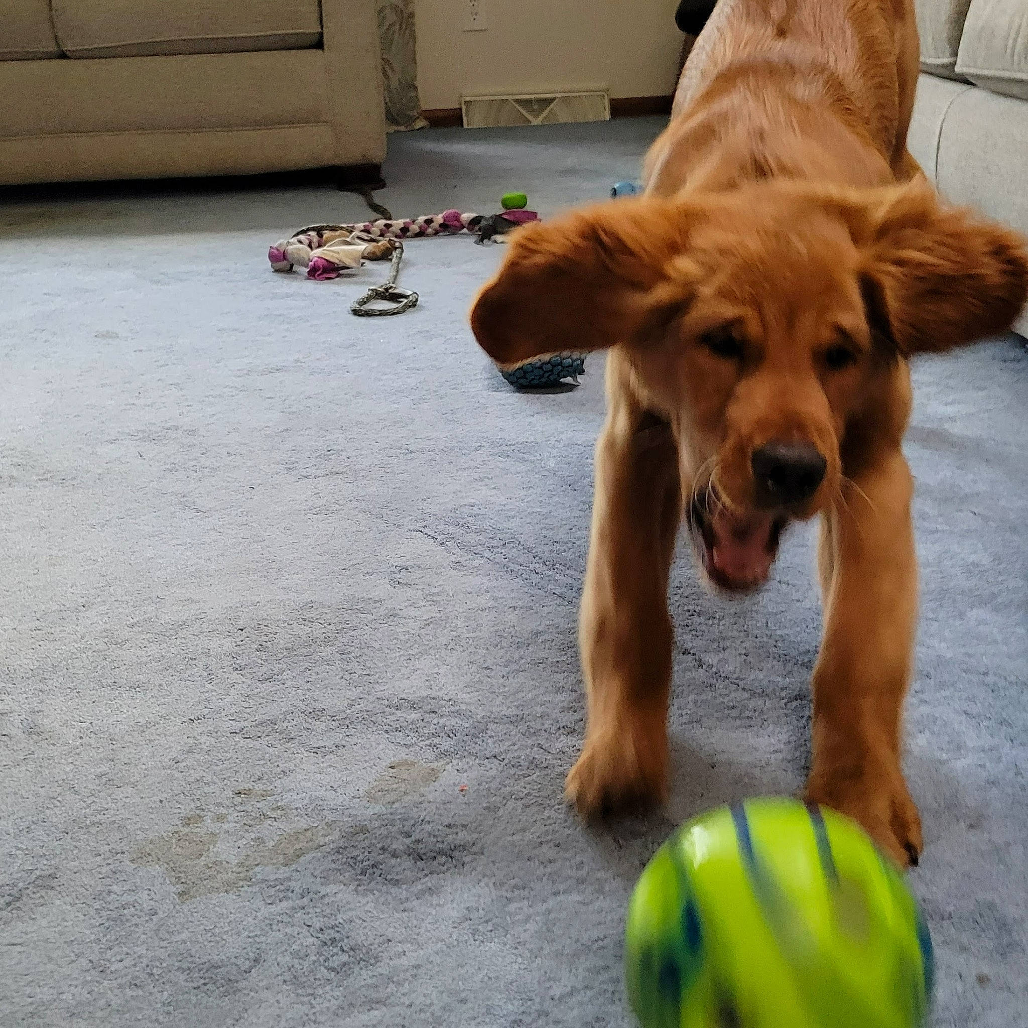 Doug is registered to the contest to win money with this photo: ball, canidae, carnivore, companion_dog, dog, dog_breed, fawn, flooring, hardwood, liver, paw, snout, sporting_group, sports_equipment, sports_toy, tail, tennis_ball, wood, working_animal, working_dog